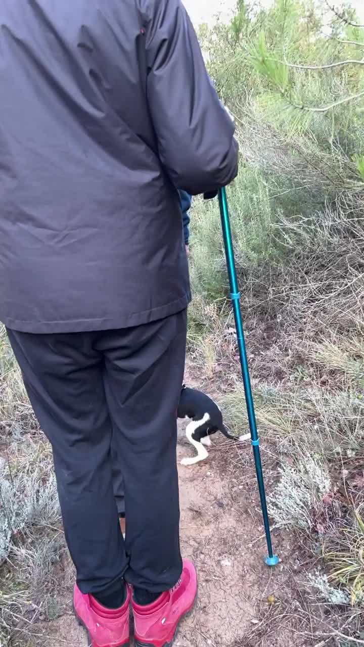 一群成年徒步旅行者带着他们的宠物在一条狭窄的山路上徒步旅行的特写。视频下载