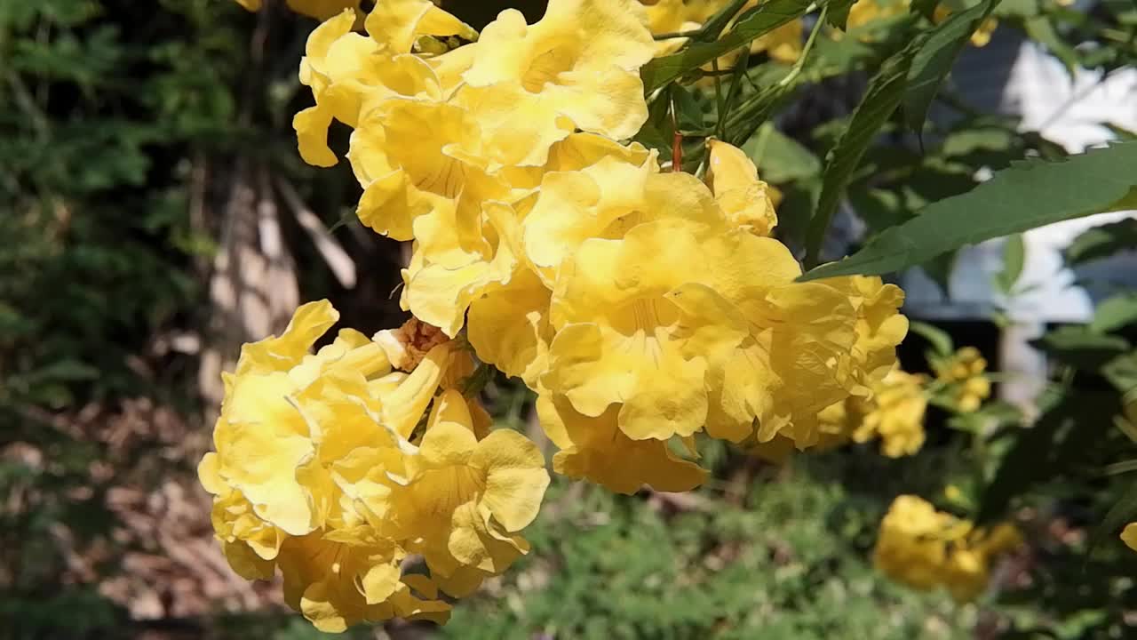 自然阳光下盛开的黄色铃状或黄色接骨木枝花视频素材