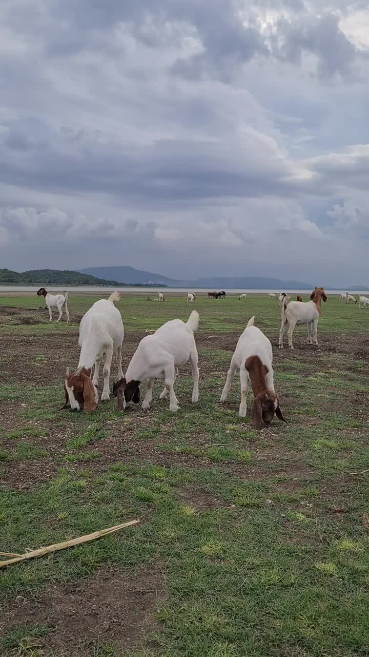 牧场上的羊视频素材