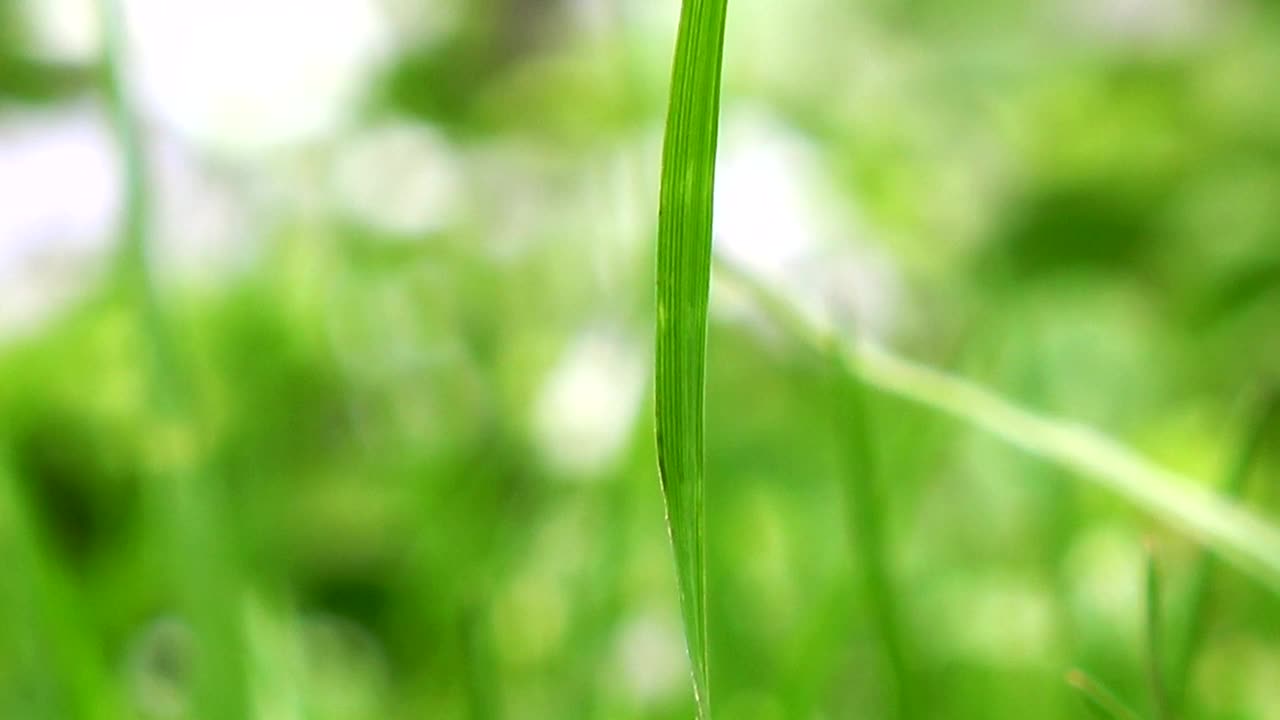 绿草在风中摇曳。天然绿草背景。视频素材