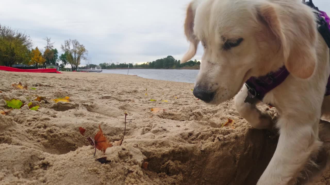 可爱的金毛猎犬小狗幽默地在沙滩上挖洞视频素材