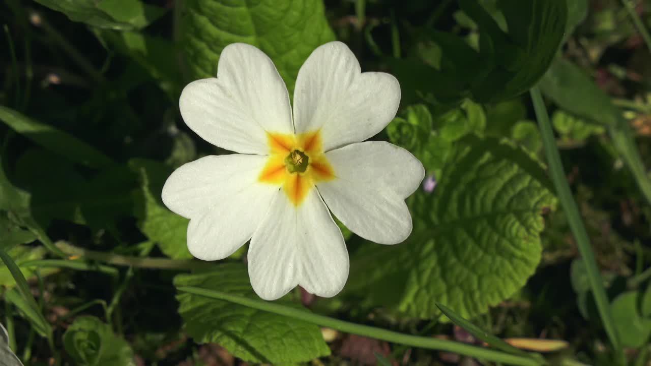 报春花:白色的花。白色的樱草花。视频素材