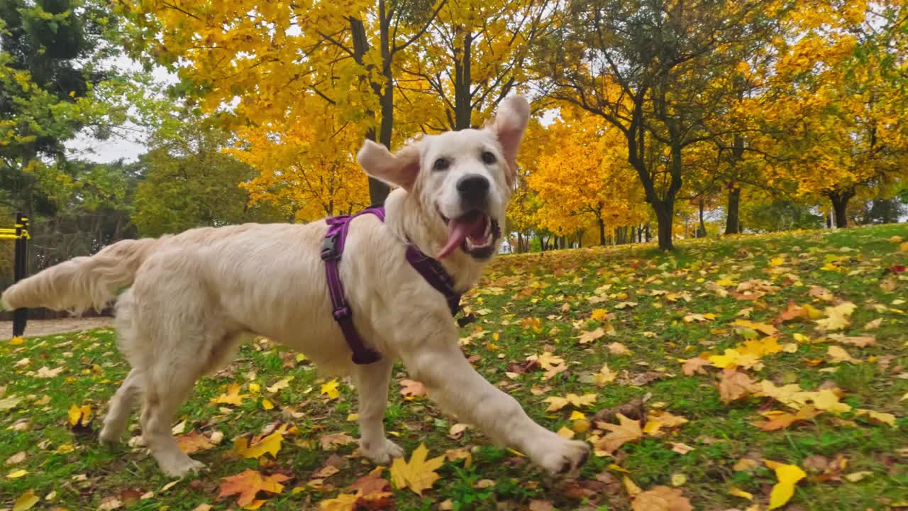 可爱的金毛猎犬小狗在掉落的草地上有趣地奔跑视频素材