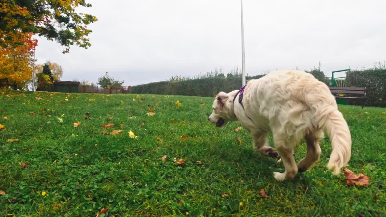 可爱的金毛猎犬小狗在掉落的草地上有趣地奔跑视频素材