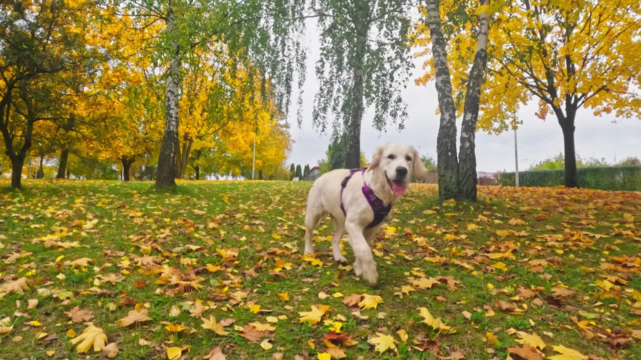 可爱的金毛猎犬小狗在掉落的草地上有趣地奔跑视频素材