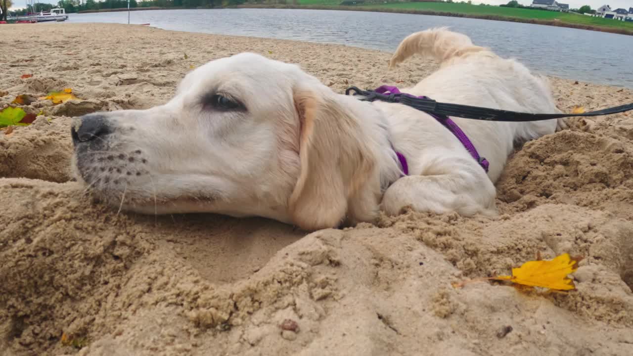 有趣可爱的金毛猎犬小狗躺在沙滩上视频素材