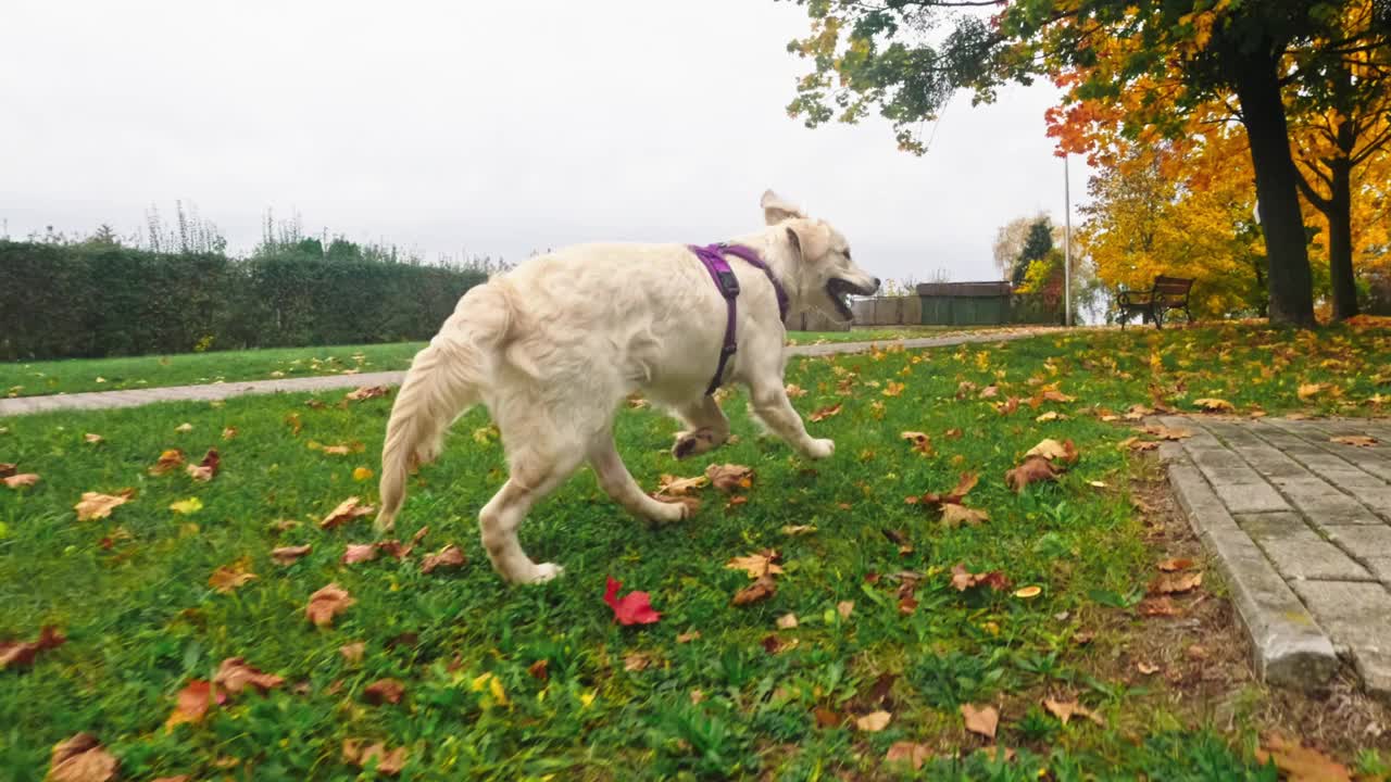 可爱的金毛猎犬小狗在掉落的草地上有趣地奔跑视频素材