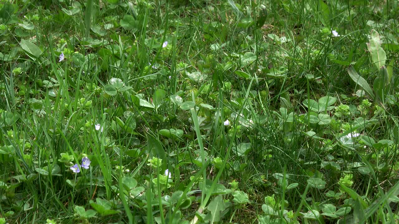 草和三叶草的背景。草绿田野背景特写。视频素材