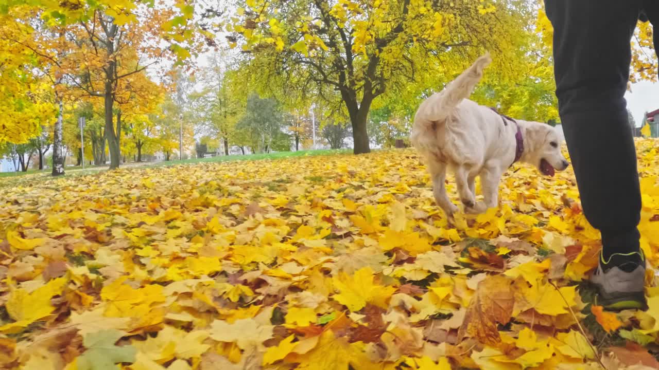 主人在秋叶中与可爱的金毛猎犬小狗玩耍视频素材