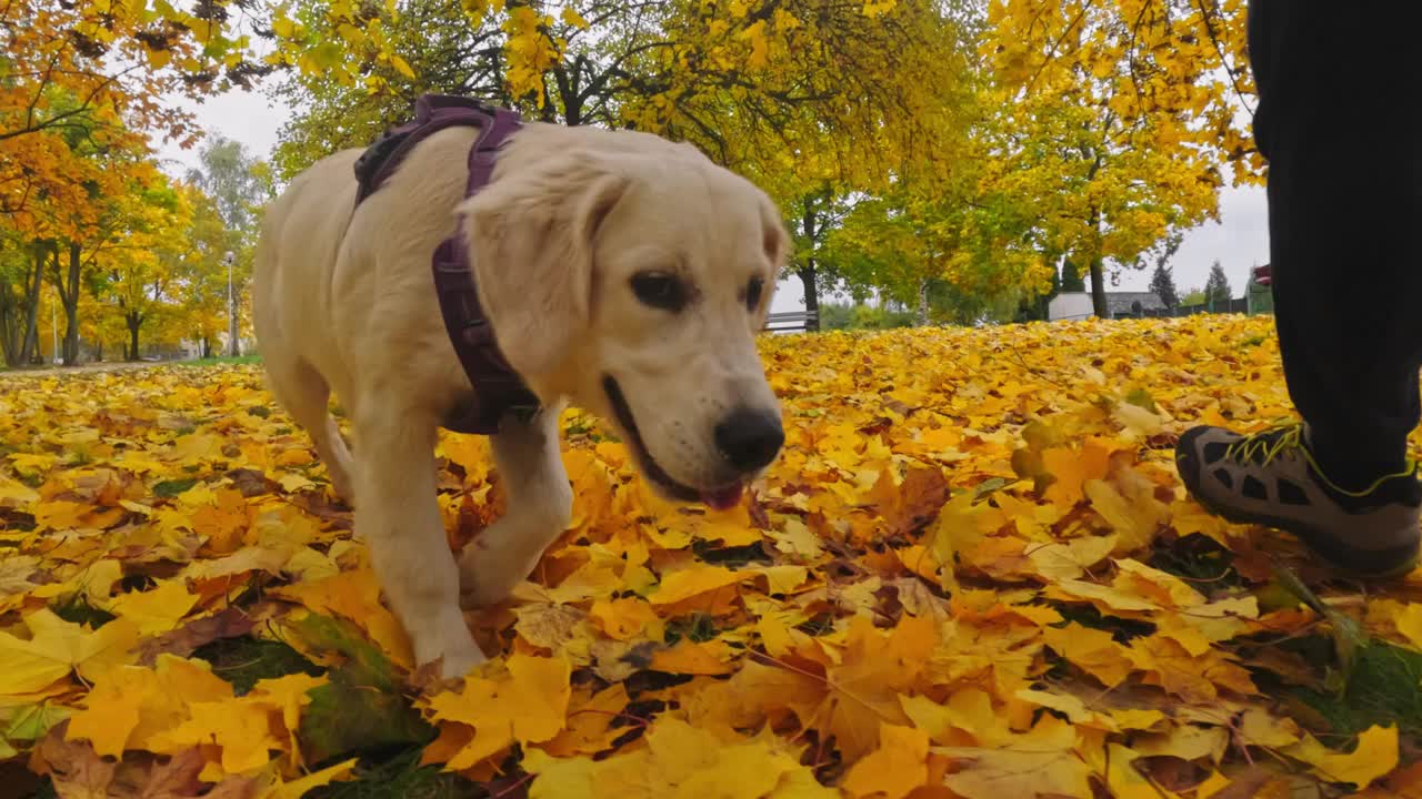 主人在秋叶中与可爱的金毛猎犬小狗玩耍视频素材