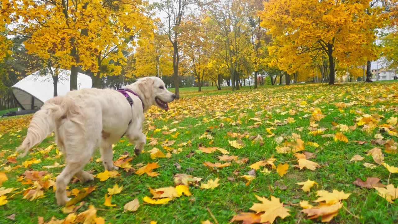 可爱的金毛猎犬小狗在掉落的草地上有趣地奔跑视频素材