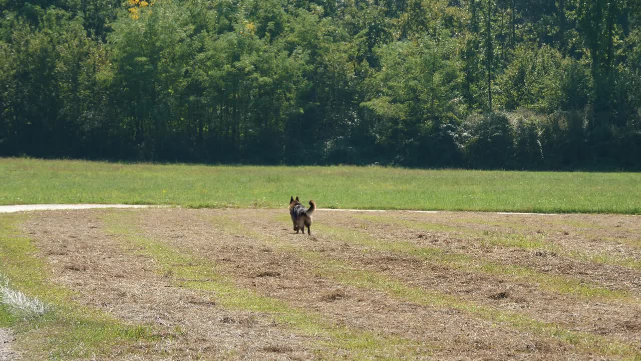 牧羊犬沿着阳光明媚的田野奔跑。的生活方式。农业。视频素材