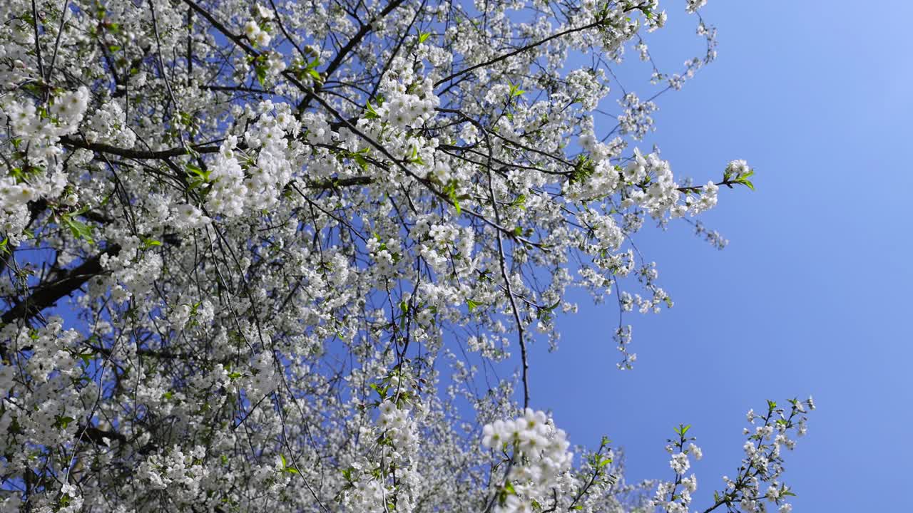 春天的花园，阳光明媚，樱花盛开视频素材