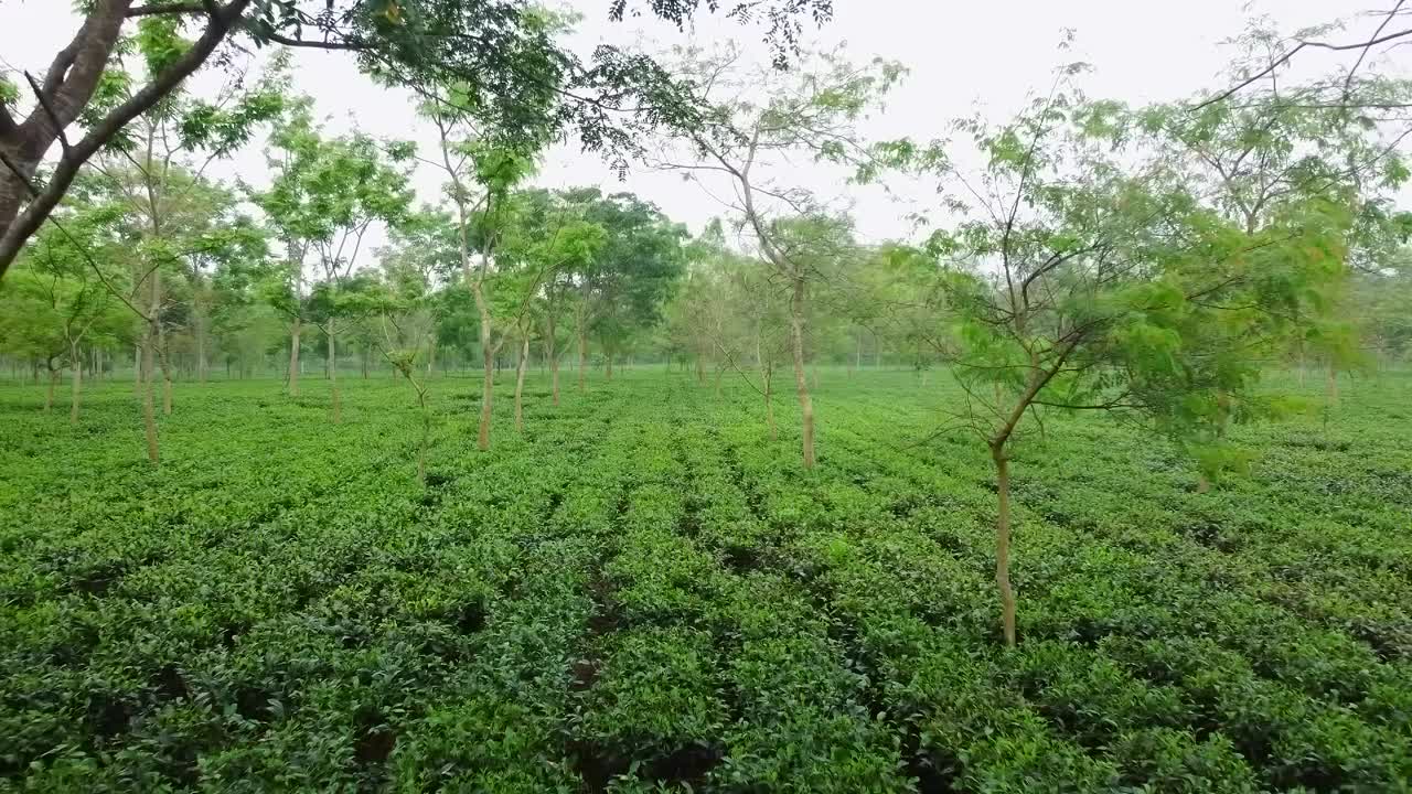 茶树上的年轻的绿茶叶子靠近。印度西孟加拉邦茶园的新鲜茶叶。视频素材