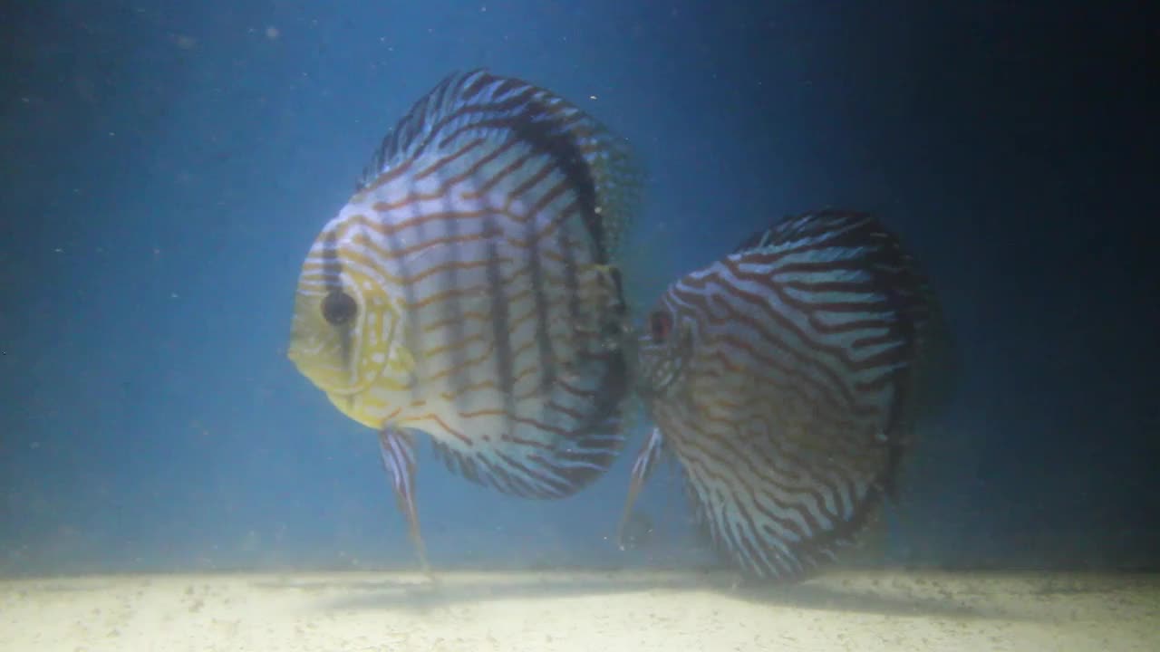 一对鱼妈妈在水族馆里聊天。视频素材