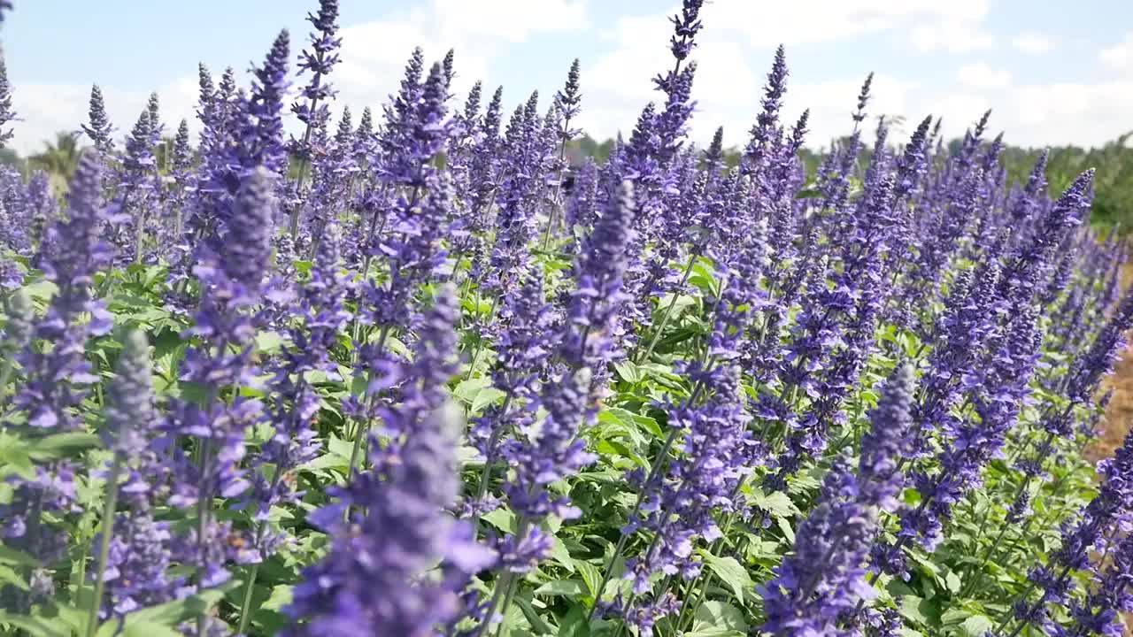 薰衣草盛开在乡间的田野里。视频素材