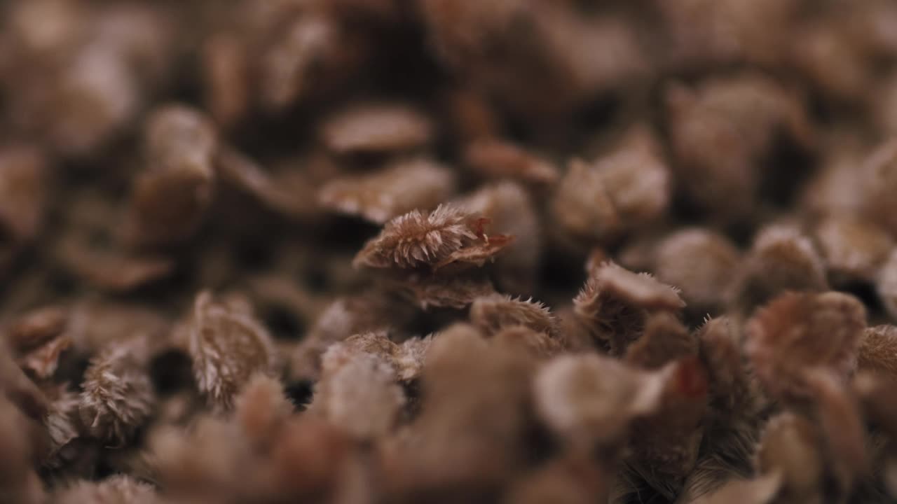 番茄种子栽培宏观视频。种植蔬菜。视频素材