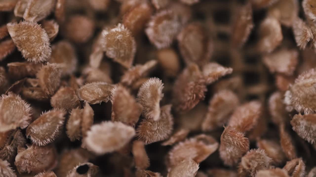 番茄种子栽培宏观视频。种植蔬菜。视频素材