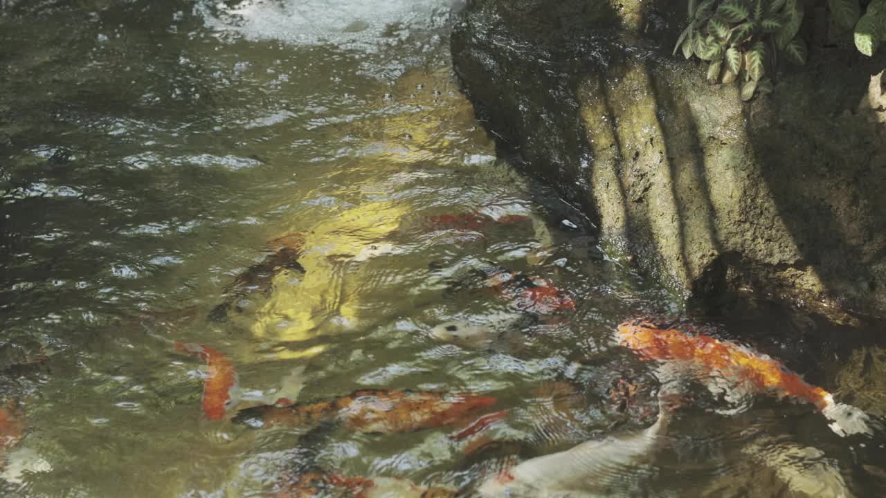 美丽的日本锦鲤鱼池。阳光透过树叶，斑驳的水面，照亮了许多鲤鱼鱼在森林和树木的自然装饰中游泳的鲜艳色彩。视频素材