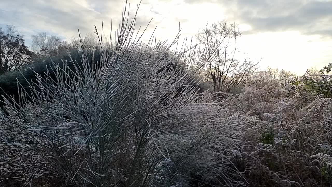 覆盖冬季蕨类植物和林地树叶的白霜近距离掠过树叶和蕨类植物视频素材