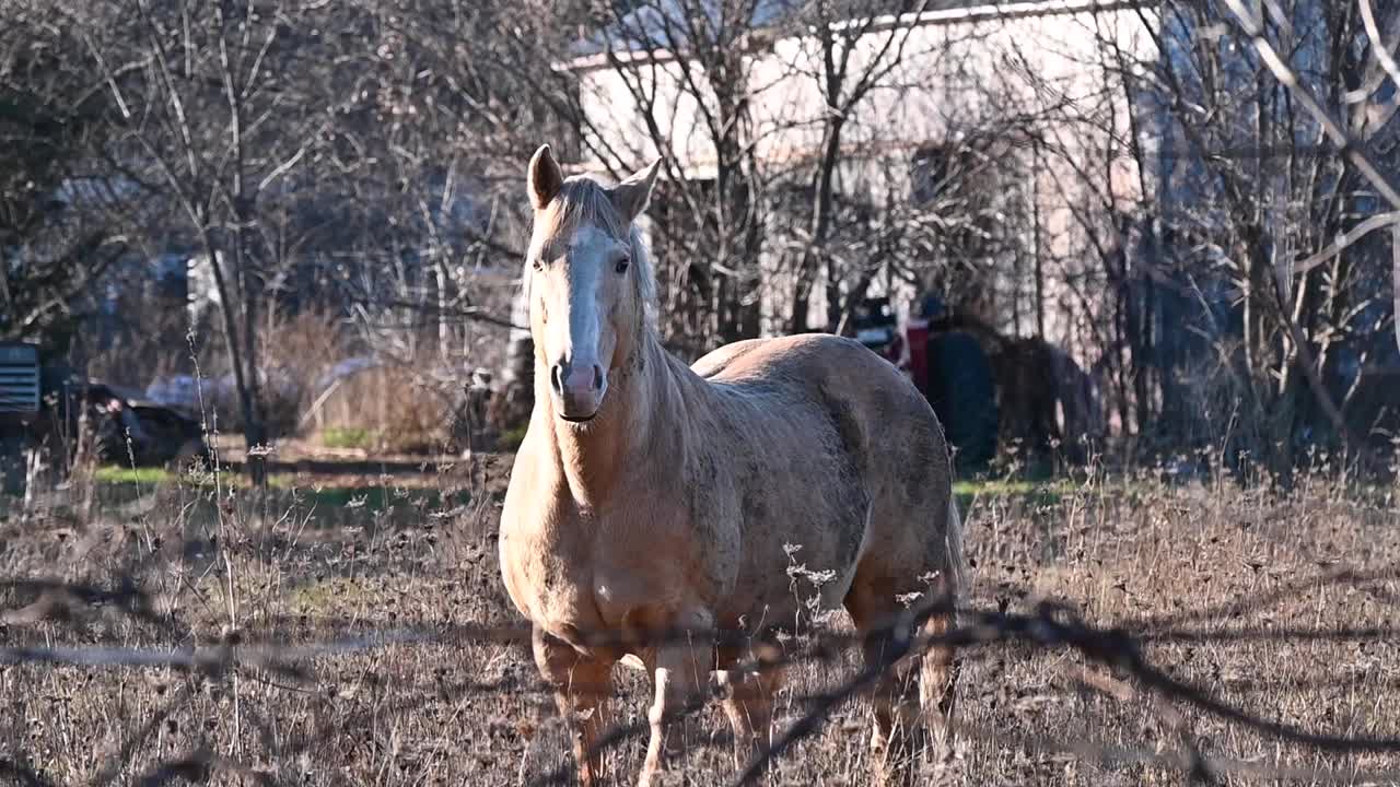 帕洛米诺在监狱里视频素材