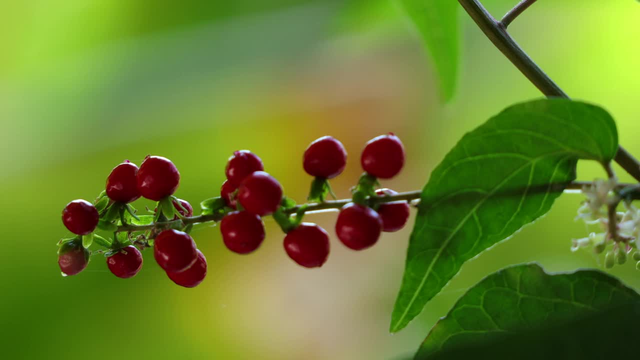 美丽的血莓植物在花园里。血莓(Rivina humilis)产于热带美洲视频下载