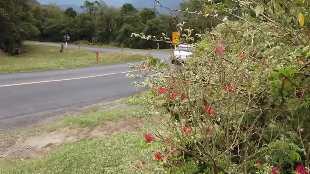 Alto da Serra do Mar, Graciosa路视频素材