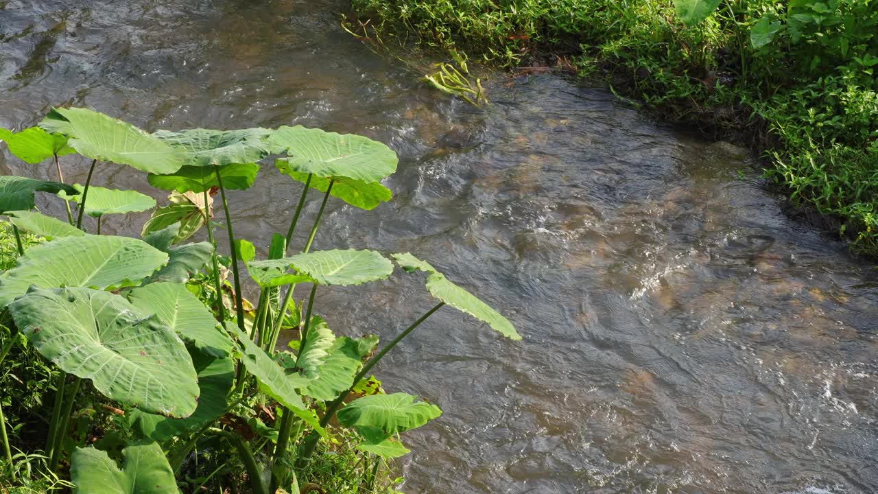 小山河，水清。泰国拉差武里考禅瀑布的小而快速的山间河流。河流岩石与流水的特写。放松的风景视频下载