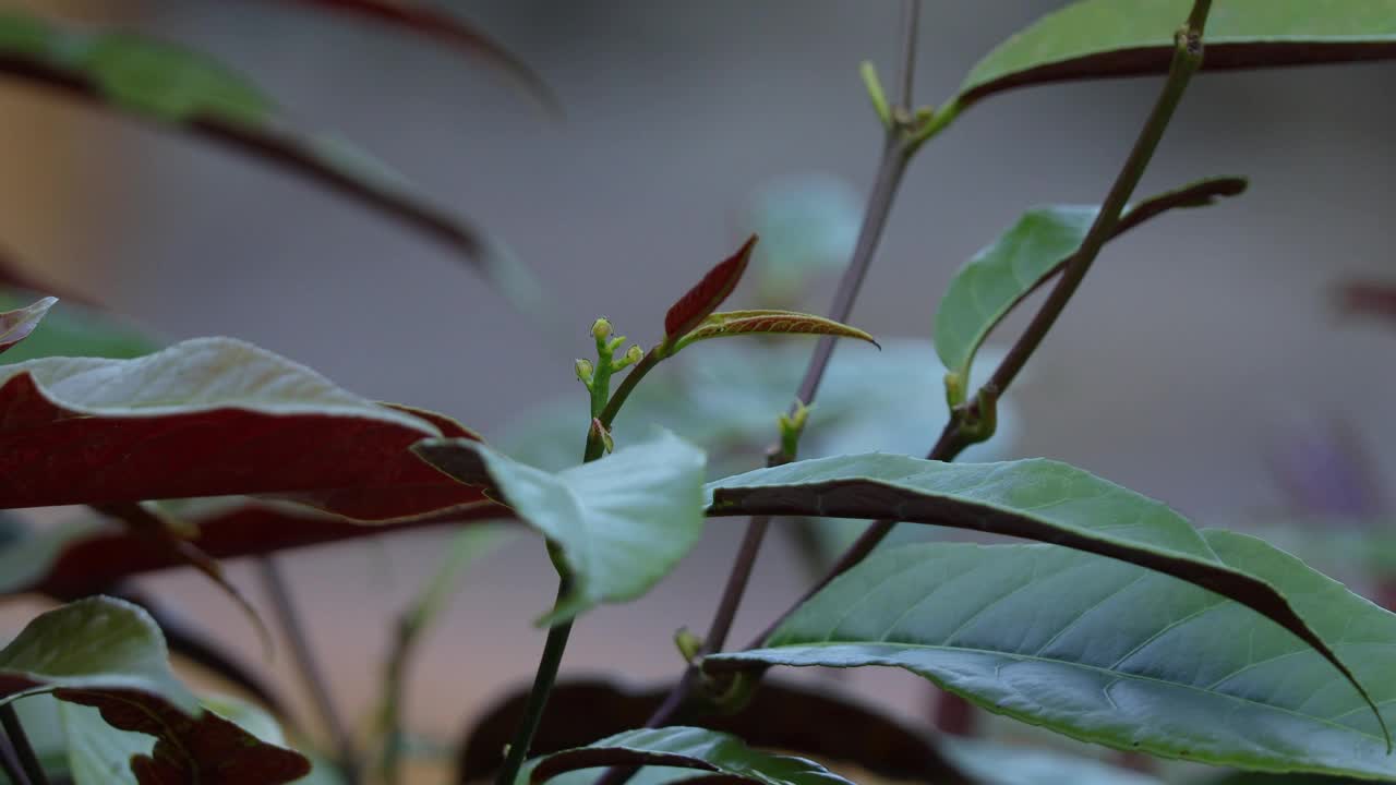 树在风中飘动。美丽的绿色森林。概念自然和风景放松的风景。视频下载