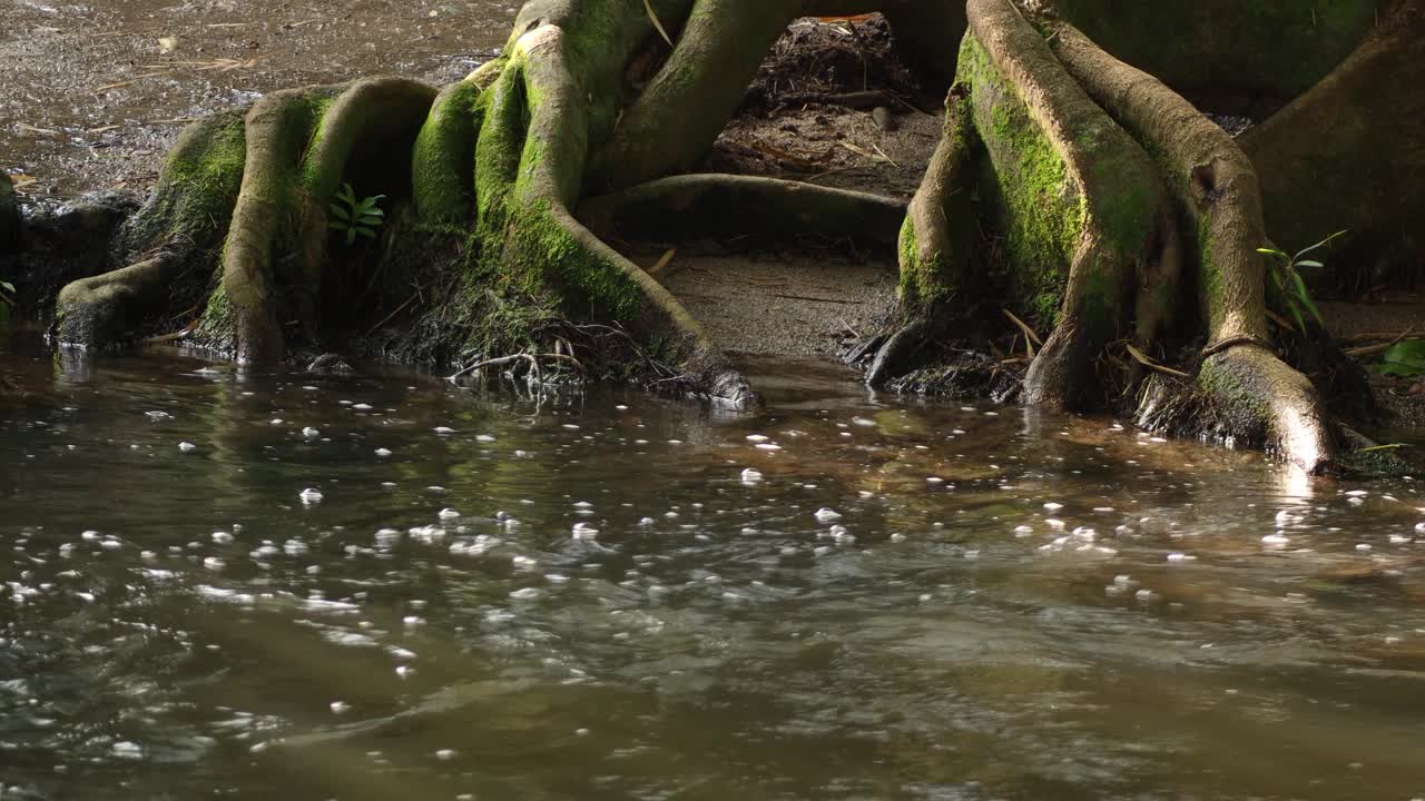 清澈的水在流动。泰国拉差武里考禅瀑布的热带树根。河流岩石与流水的特写。视频下载