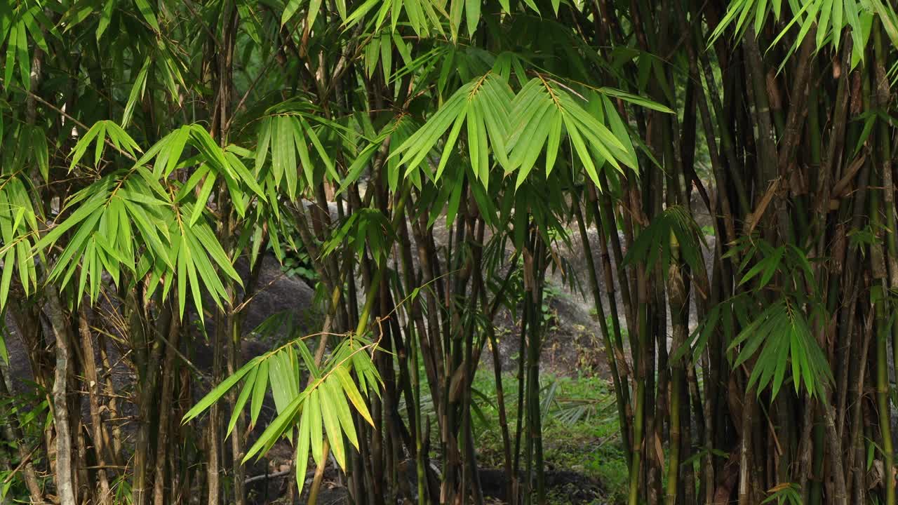 树在风中飘动。美丽的绿色森林。概念自然和风景放松的风景。视频下载