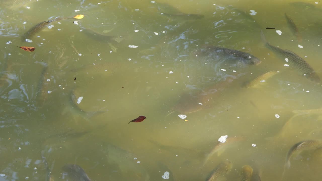 一群大鱼出现在水面上。鱼游到水面上。许多鱼在争夺食物。视频下载