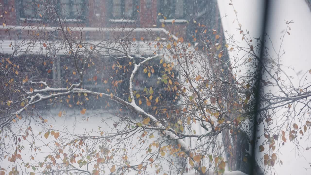 在白雪皑皑的背景下，秋叶贴在树枝上。视频素材