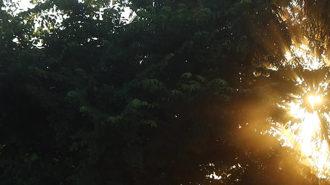第一缕阳光透过树叶照了进来视频素材