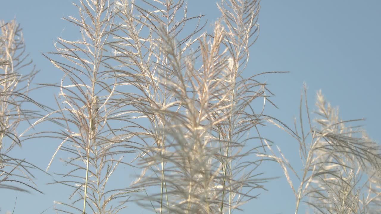 毛绒绒的芦苇花视频下载