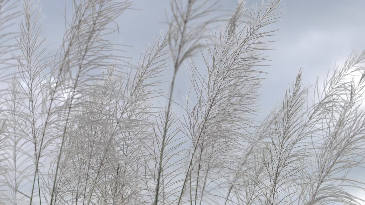 毛绒绒的芦苇花视频下载