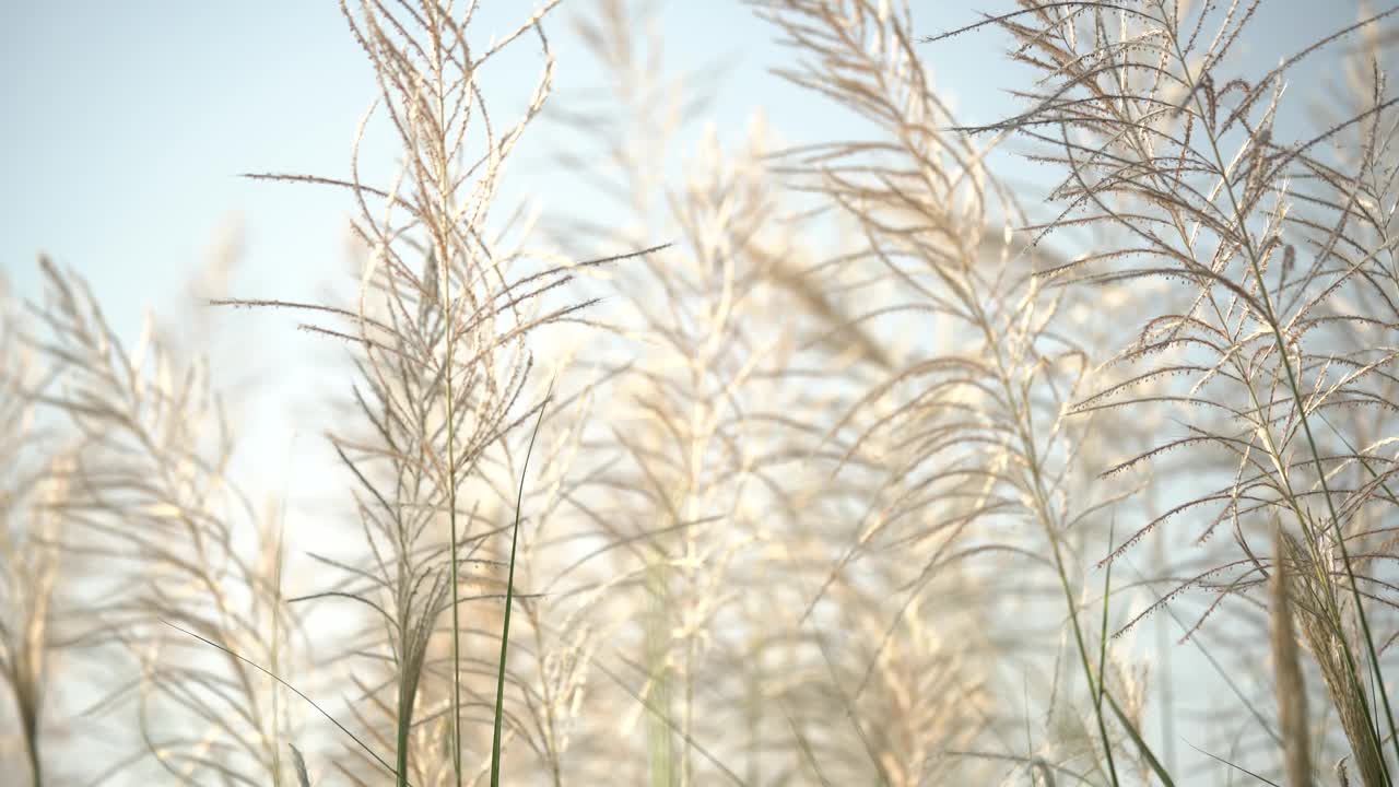 毛绒绒的芦苇花视频下载