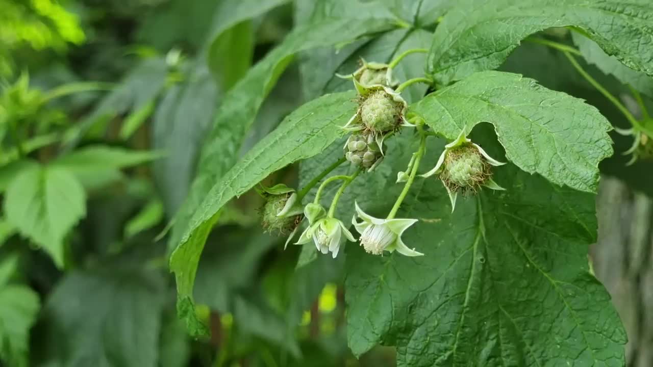 夏日花园树枝上的覆盆子花。有选择性的重点。视频素材