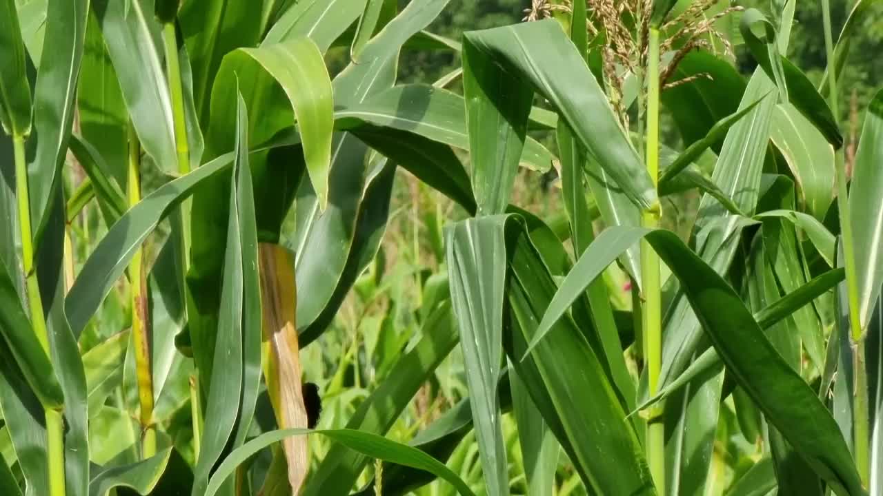 绿油油的玉米田，玉米田特写视频素材