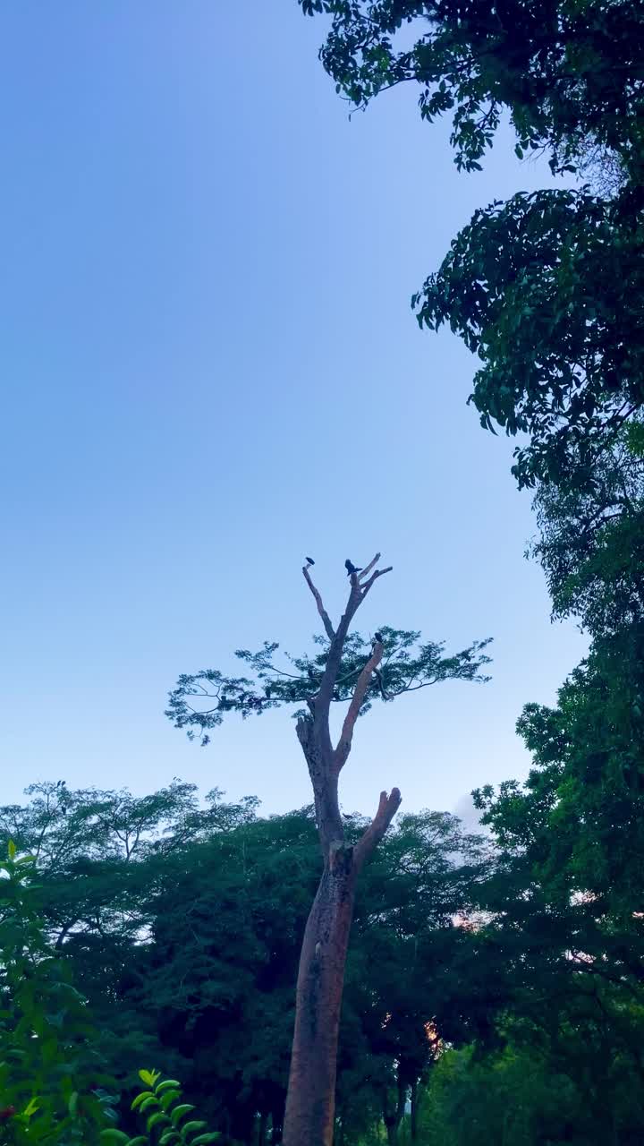 干树干和鸟视频素材