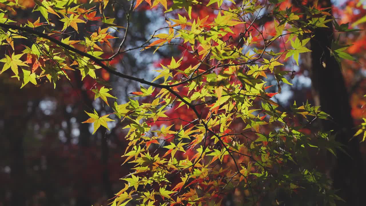 枫叶在阳光下，又黄又红视频素材