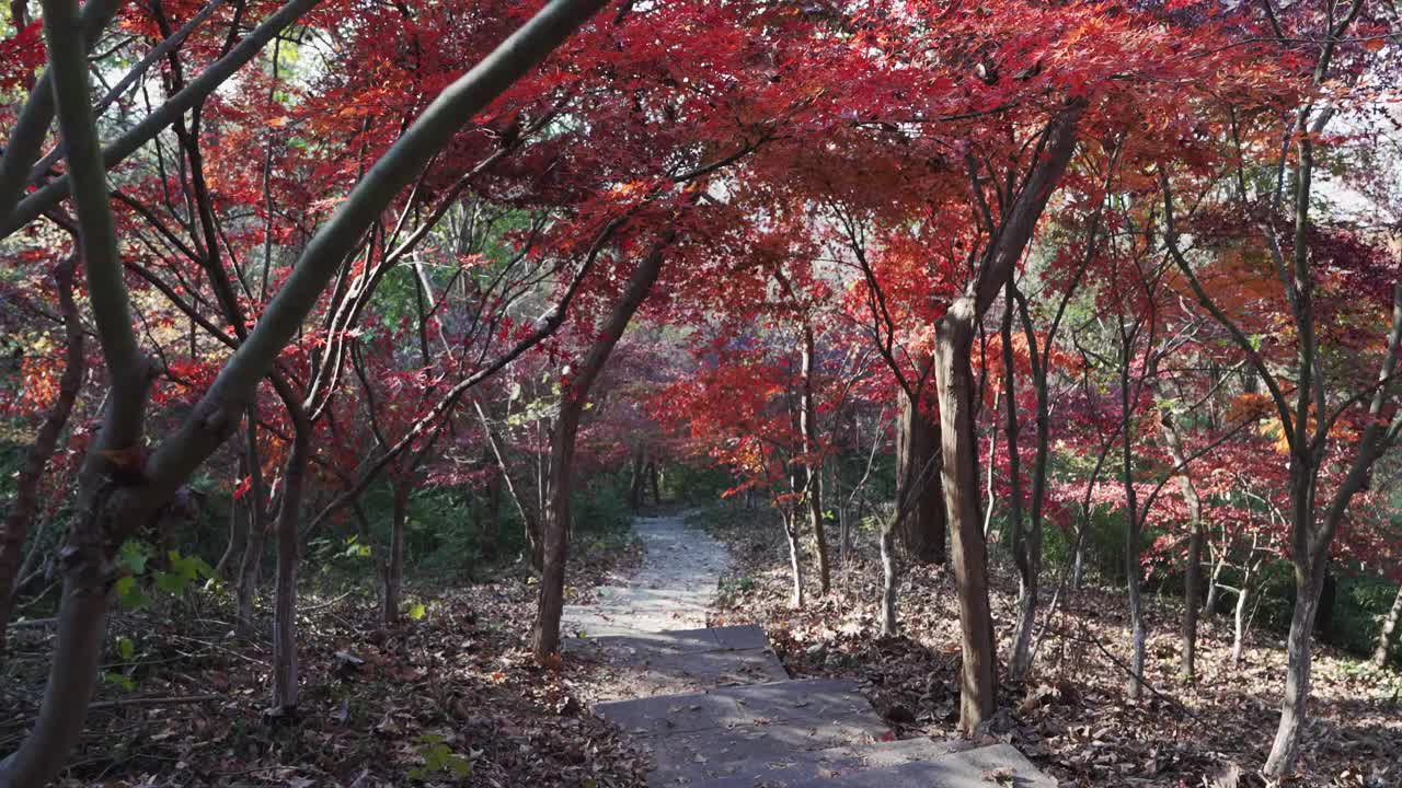 枫叶林中小路视频素材