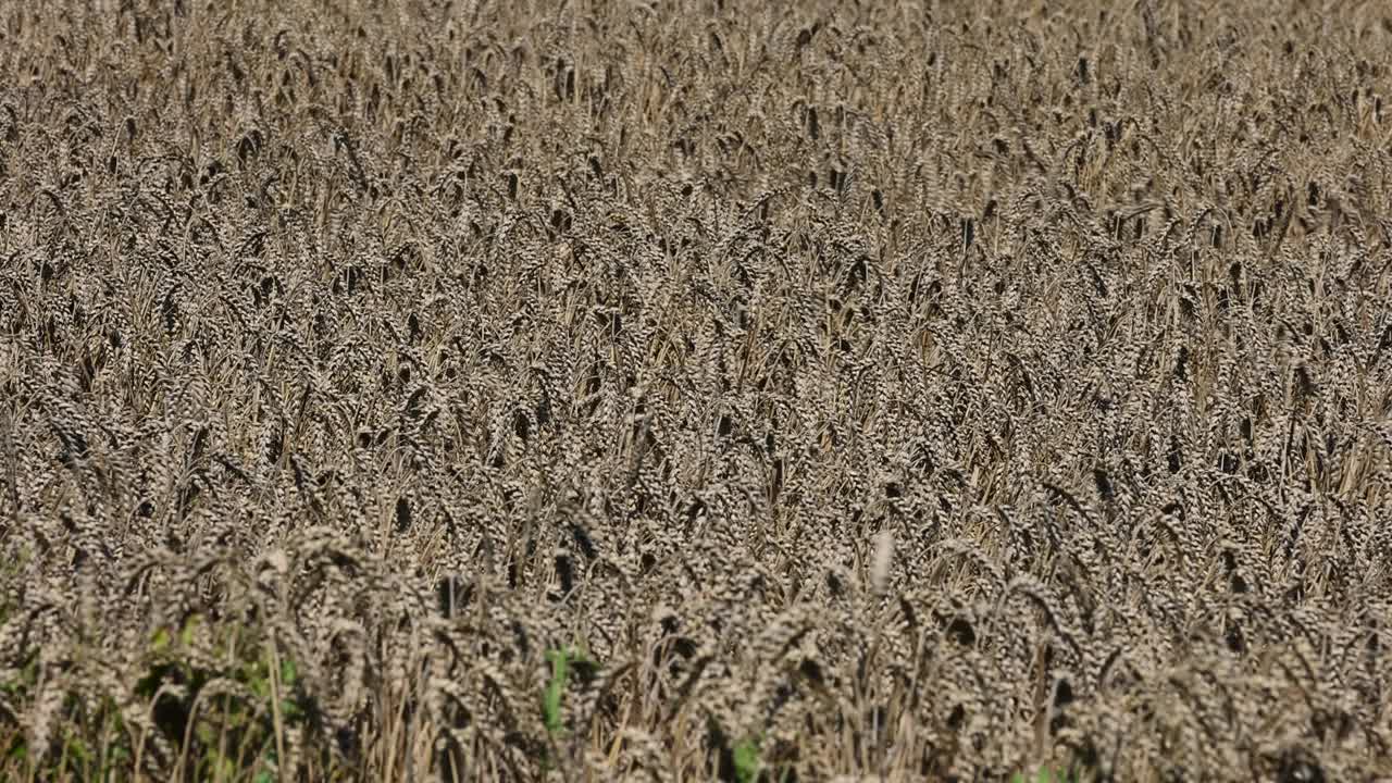 收获期间，田地里有昂贵的小麦视频素材