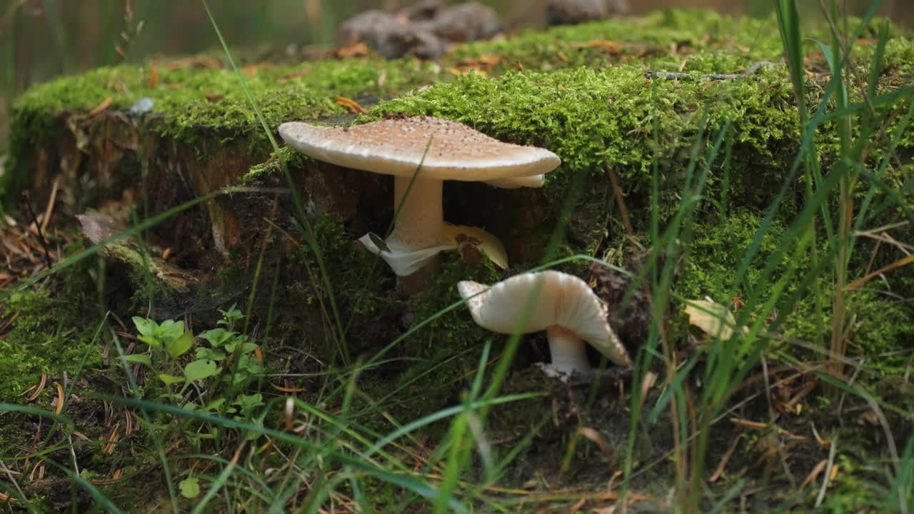 青苔覆盖的树桩上苍白的蘑菇。一个特写慢动作视频。视频素材