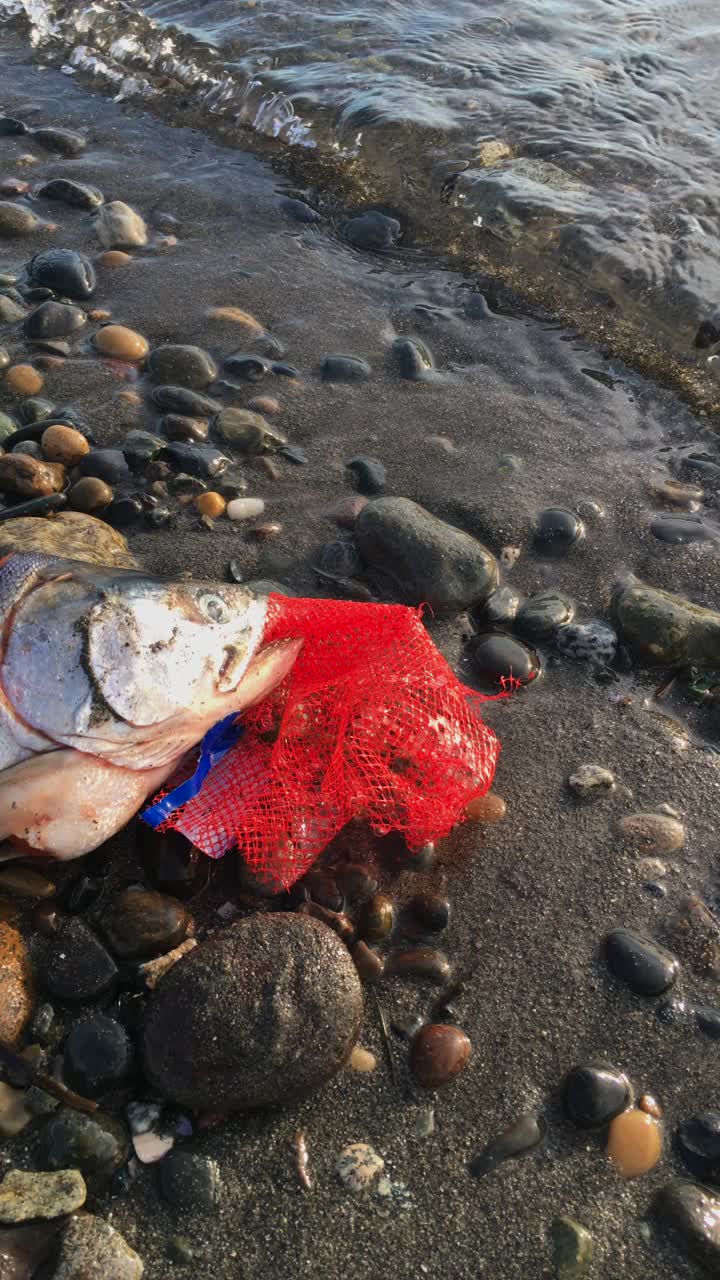 海洋中的塑料概念视频下载