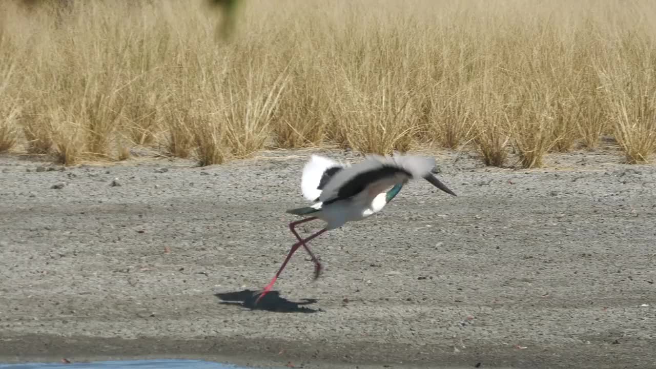 大鹳鹳。视频素材