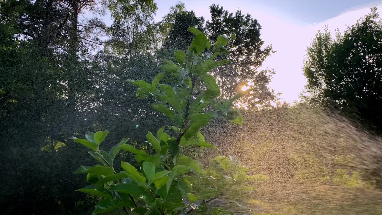 在夏日的夕阳下给苹果树浇水。花园淋浴。绿色植物和美丽的自然环境。视频下载