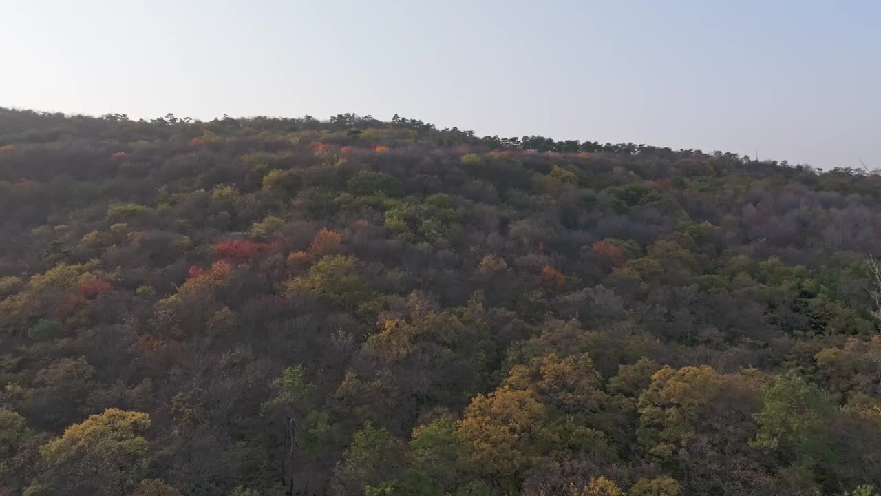 秋季森林鸟瞰图视频素材