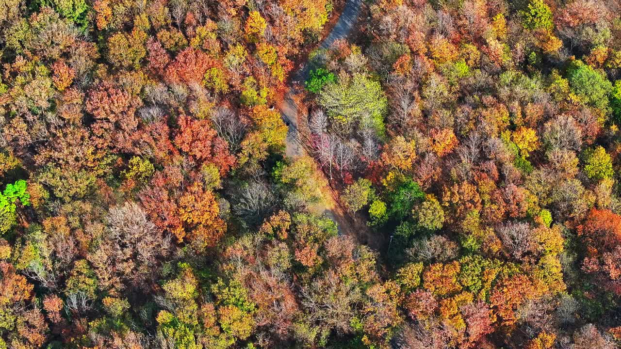 秋季森林鸟瞰图视频素材