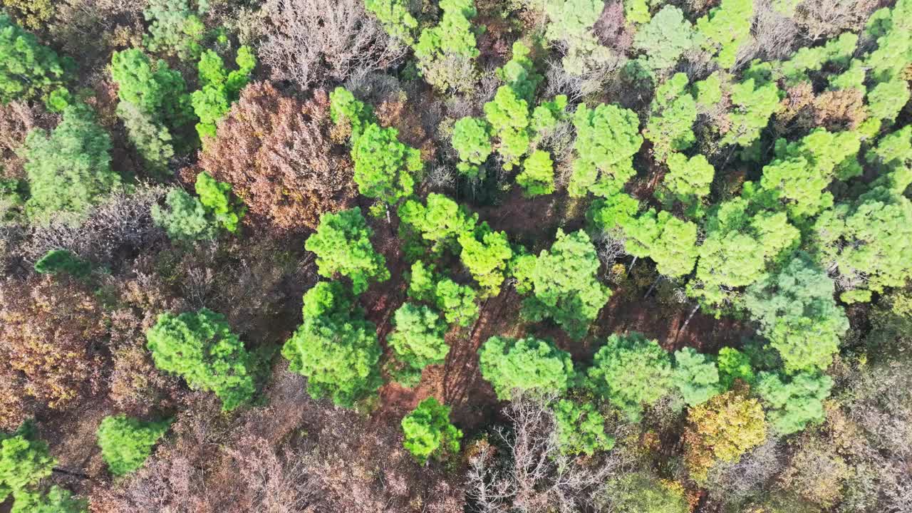 秋季森林鸟瞰图视频素材